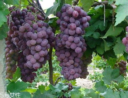 葡萄籽會(huì)上火嗎？正常是不會(huì)的