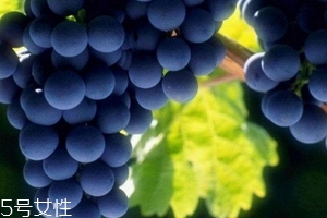 葡萄籽會(huì)發(fā)胖嗎？不會(huì)發(fā)胖