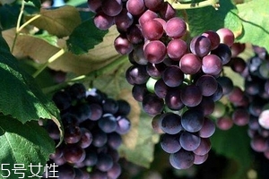 葡萄籽好還是膠原蛋白好？各有千秋