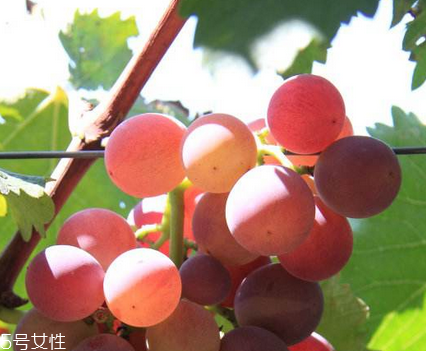 葡萄籽能去黃褐斑嗎？有一定效果