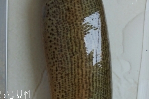 泥鰍是鯰魚嗎？泥鰍跟鯰魚不同