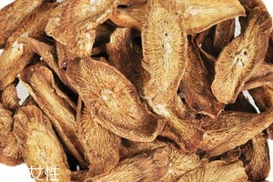 牛蒡茶是什么做的？牛蒡茶是樹根嗎？