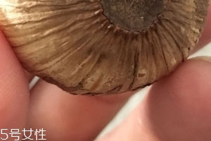 黑蒜是種植出來的嗎？黑蒜怎么來的