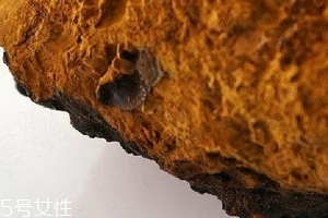 樺樹(shù)茸為什么中國(guó)禁止？樺樹(shù)茸國(guó)內(nèi)能買(mǎi)到嗎？