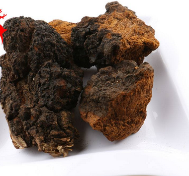 樺樹茸怎么吃？樺樹茸正確吃法