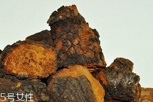 樺樹茸怎么泡水喝？樺樹茸泡水喝法