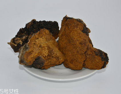 樺樹茸怎么泡水喝？樺樹茸泡水喝法