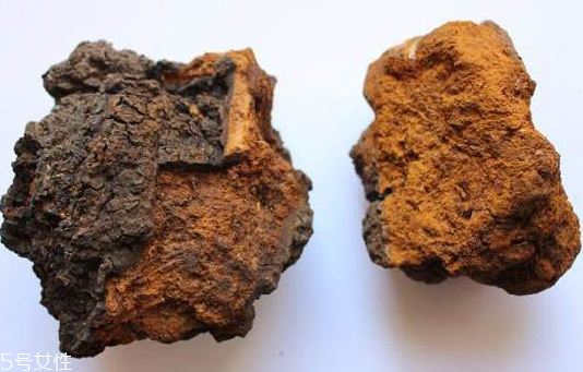 樺樹(shù)茸是樹(shù)黃嗎？樺樹(shù)茸屬于什么