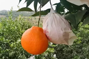 春見為什么叫耙耙柑？春見和耙耙柑區(qū)別