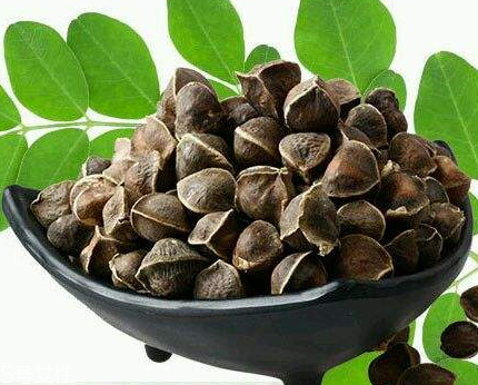 辣木籽能治口臭嗎？口臭吃辣木籽好嗎？