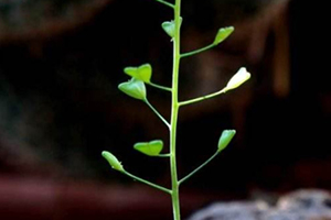 地菜花是什么菜？地菜花是熱性還是涼性