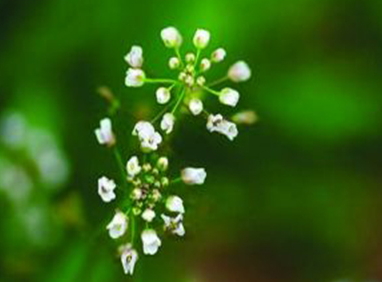 地菜花是什么菜？地菜花是熱性還是涼性