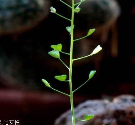 地菜花薺菜花煮雞蛋上午吃還是下午吃？