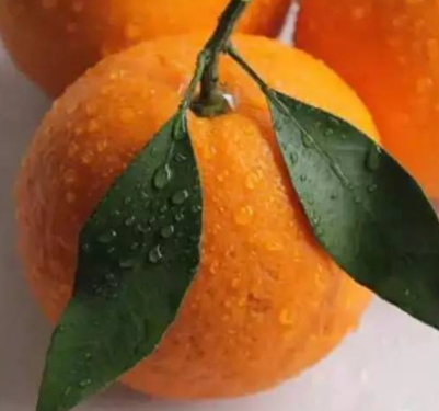 春見和不知火哪個(gè)好吃？春見不知火的不同