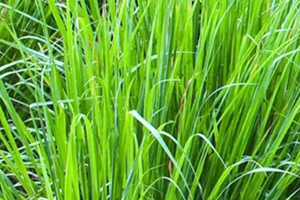 檸檬草精油怎么用？檸檬草精油使用禁忌