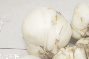 新鮮百合能種嗎？新鮮百合好種植嗎？