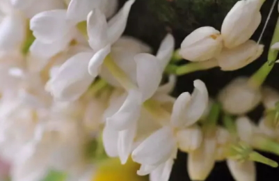 茉莉精油多少錢一瓶？茉莉精油為什么貴