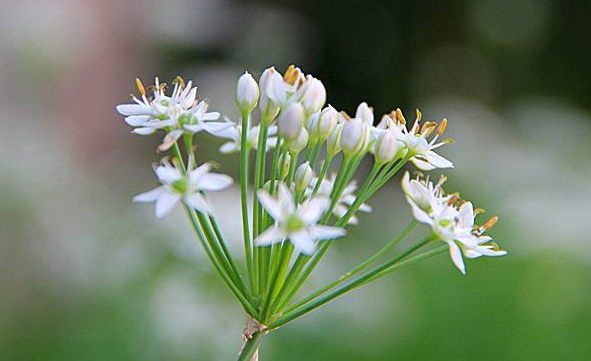 韭菜花多少錢一斤？韭菜花市場行情