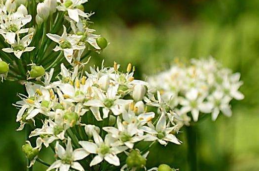 韭菜花多少錢一斤？韭菜花市場行情