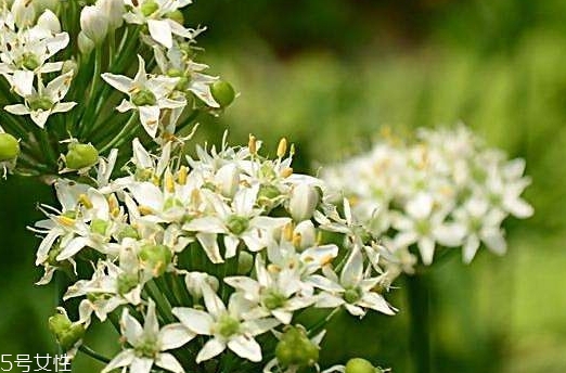 韭菜花和韭菜籽哪個(gè)好？韭菜花和韭菜籽的不同