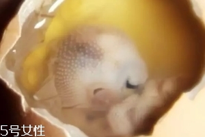 雞仔胎怎么煮？雞仔胎這樣做更美味
