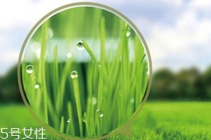 大麥若葉青汁會(huì)過敏嗎？
