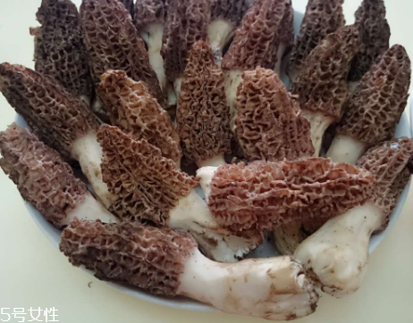 羊肚菌是什么東西？羊肚菌能吃嗎？