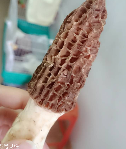 羊肚菌是什么東西？羊肚菌能吃嗎？