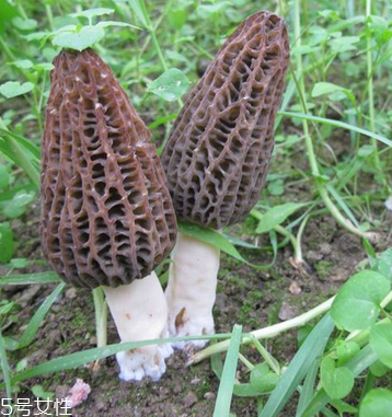 羊肚菌是發(fā)物嗎？羊肚菌屬于發(fā)物嗎？
