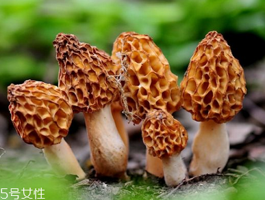 羊肚菌是什么顏色？羊肚菌是什么樣的