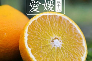 愛媛38號是橙子還是橘子？愛媛38號適合哪里種植？