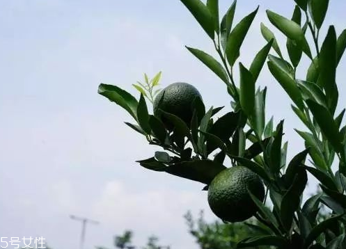 小青柑會發(fā)霉嗎？小青柑如何保存？