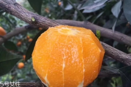 倫晚臍橙口感是酸的還是甜的？倫晚臍橙好吃嗎