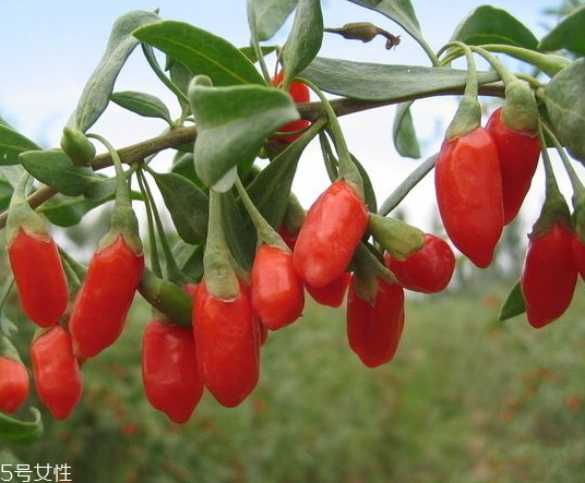 寧夏枸杞哪個(gè)牌子好？寧夏枸杞品牌推薦