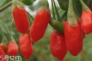 寧夏枸杞子多少錢(qián)一斤？寧夏枸杞價(jià)格