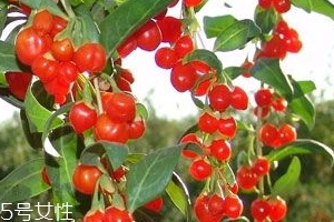 枸杞是大的好還是小的好？枸杞買大還是買小？