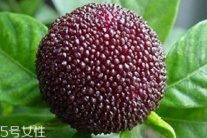 烏酥楊梅多少錢一斤？烏酥楊梅好吃嗎