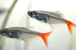 紅尾魚怎么做好吃？紅尾魚的做法大全