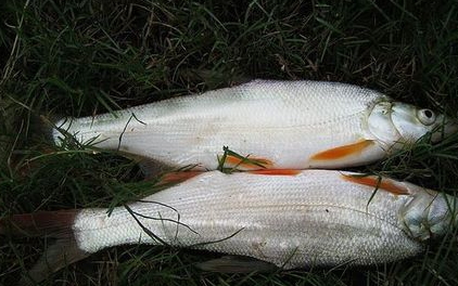 紅尾魚怎么做好吃？紅尾魚的做法大全