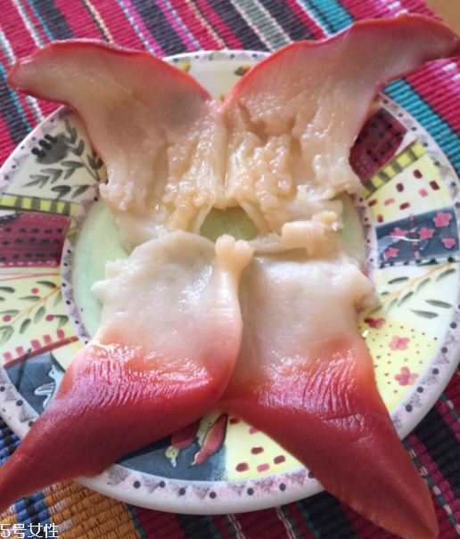 北極貝是海鮮嗎？北極貝介紹