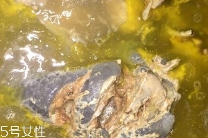烏骨雞是烏雞嗎？烏骨雞是什么雞？
