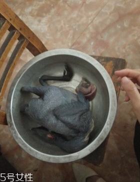 烏骨雞是烏雞嗎？烏骨雞是什么雞？
