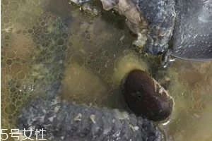 烏雞是發(fā)物嗎？烏雞屬于發(fā)物嗎？
