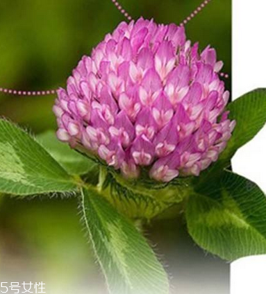 圣潔莓可以長(zhǎng)期吃嗎？長(zhǎng)期圣潔莓好嗎？