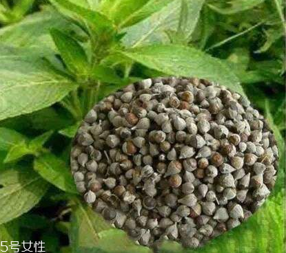 圣潔莓可以長(zhǎng)期吃嗎？長(zhǎng)期圣潔莓好嗎？