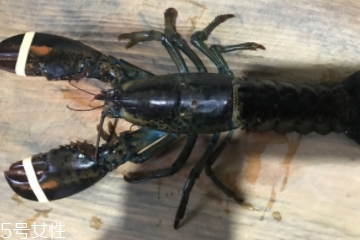 波士頓龍蝦是淡水的嗎？波士頓龍蝦是海里的嗎？