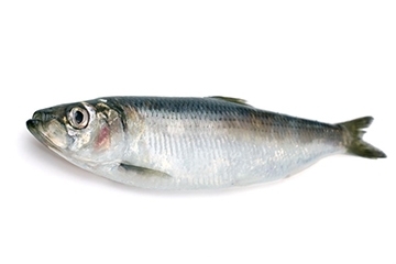青魚是淡水魚還是海魚？青魚是淡水魚嗎？