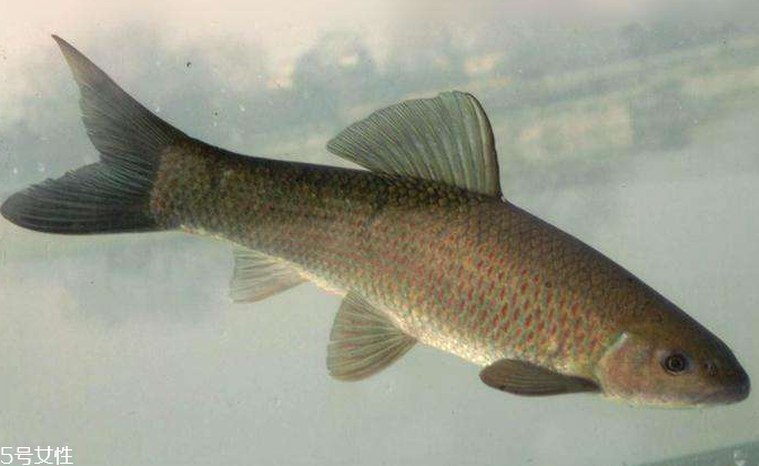 青魚是淡水魚還是海魚？青魚是淡水魚嗎？