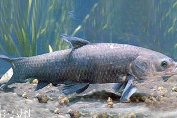 青魚是發(fā)物嗎？吃青魚會過敏嗎？