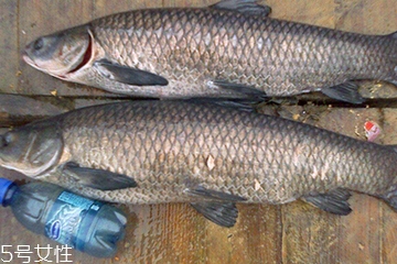 青魚是發(fā)物嗎？吃青魚會過敏嗎？